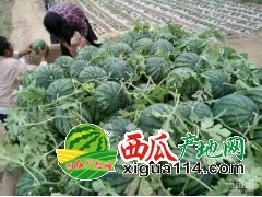 2018山东泗水京欣西瓜产地价格适宜大量上市