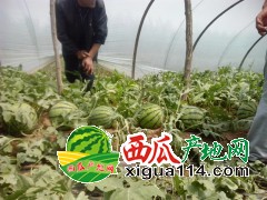 江苏东台西瓜代办批发供应-新曹农场西瓜种植基地