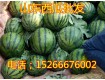 15266676002山东西瓜产地价格