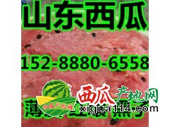 山东西瓜批发产地价格15288806558