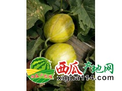 辽宁锦州甜瓜代办产地价格代收联系