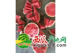 陕西西瓜代办黑无籽西瓜、花无籽西瓜