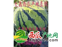 2018陕西万亩大棚西瓜产地直销价格行情及走势