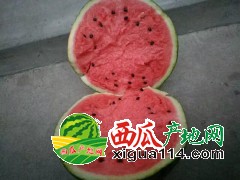 2018年辽宁锦州凌海西瓜代办产地-刚开棚的西瓜