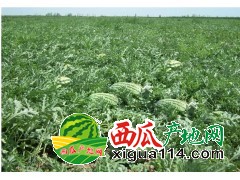 山东菏泽西瓜代办产地-西瓜大量上市