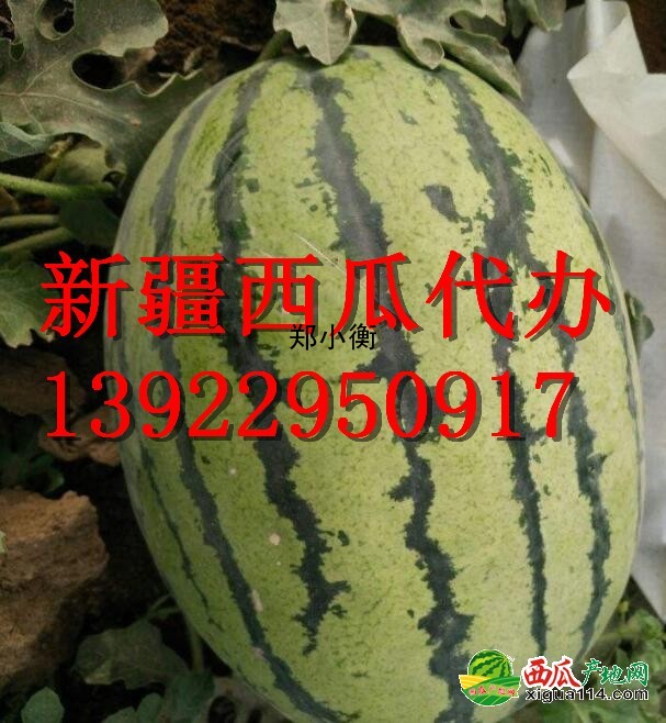 金城5号西瓜图三