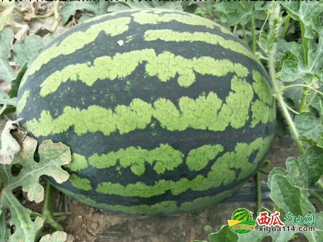 本信息京欣西瓜相关图二 京欣西瓜图二