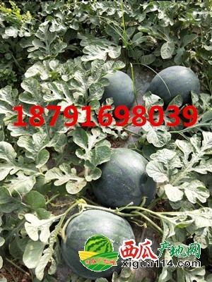 本信息黑皮无籽西瓜相关图三 黑皮无籽西瓜图三