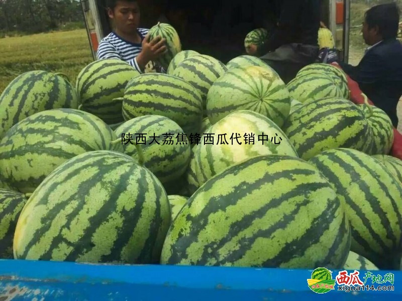 黑皮无籽西瓜图一