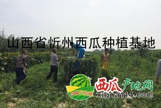 8424西瓜西瓜图一