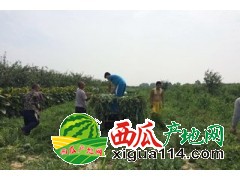 山西忻州沙地万亩西瓜忻州西瓜合作社