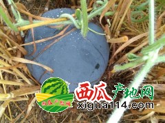 河南西瓜扶沟无籽西瓜代办产地批发价格