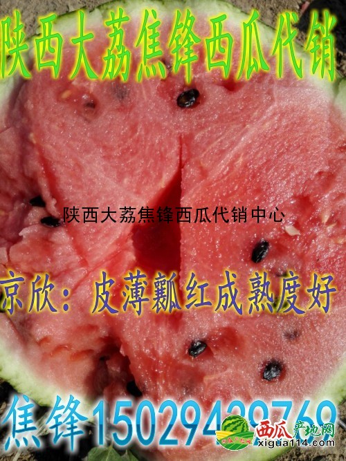本信息京欣西瓜相关图三 京欣西瓜图三