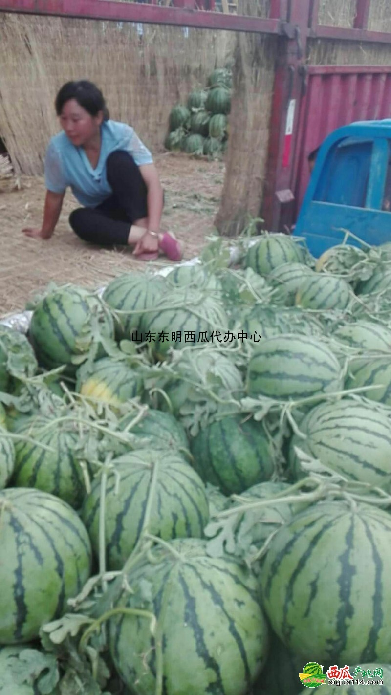 地雷瓜西瓜图一