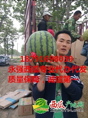 黑美人西瓜图三