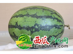 缅甸西瓜代办代理 甜王 无籽瓜 花皮瓜