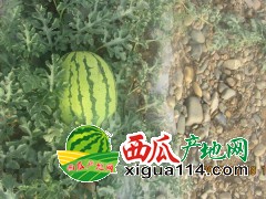 2019年宁夏中卫西瓜代办[宁夏中卫硒砂瓜价格产地电话]