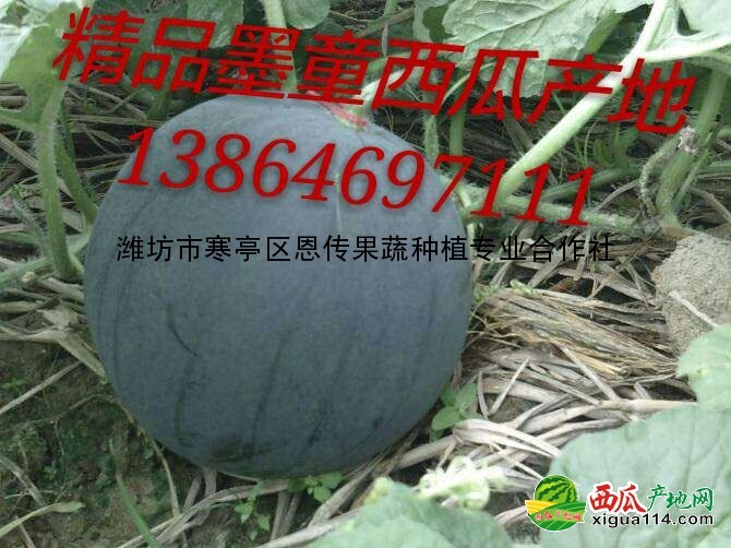 本信息其他西瓜西瓜相关图二 其他西瓜西瓜图二