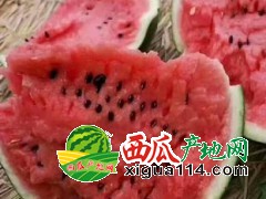 吉林乾安西瓜批发价格15264795020