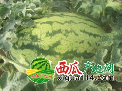 2021宁夏西瓜代办/中卫硒砂瓜代办产地@宁夏西瓜价格行情