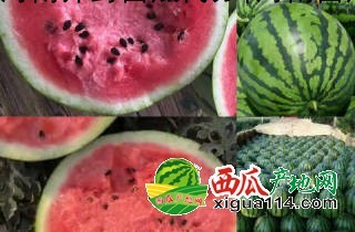 本信息其他西瓜西瓜相关图一 其他西瓜西瓜图一