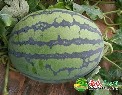 本信息其他西瓜西瓜相关图二 其他西瓜西瓜图二