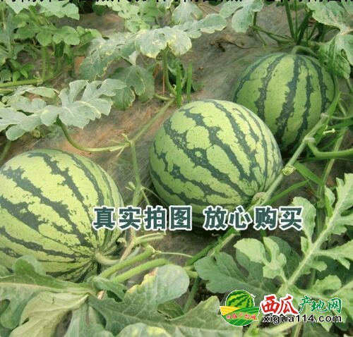 本信息其他西瓜西瓜相关图二 其他西瓜西瓜图二