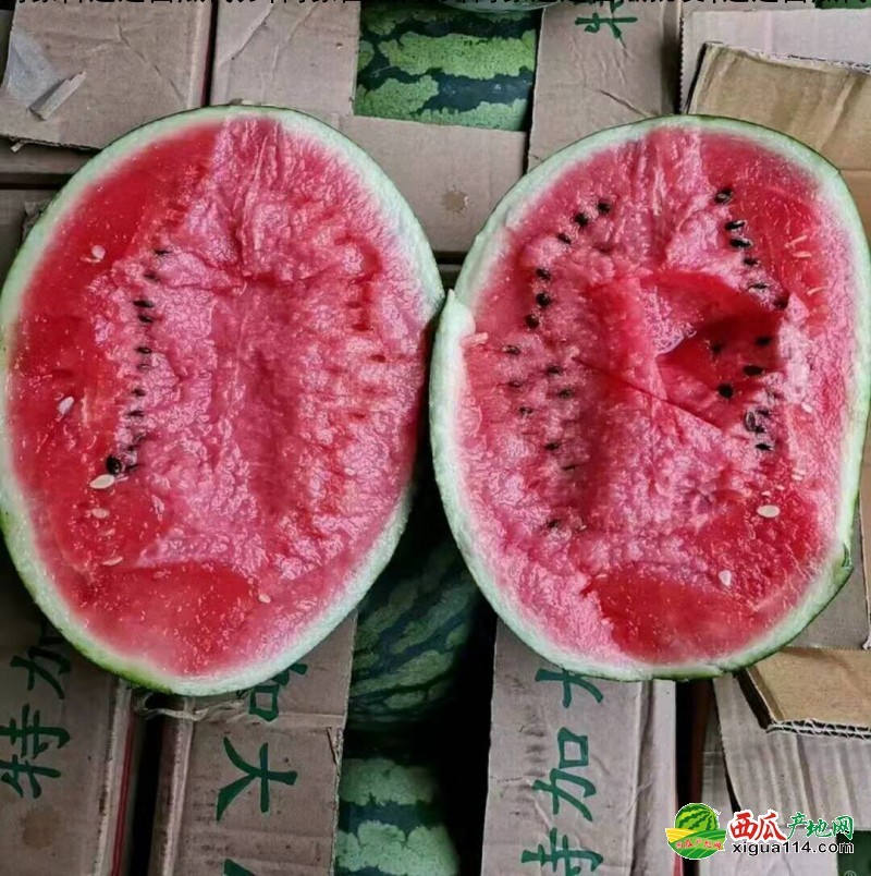 本信息甜瓜西瓜相关图三 甜瓜西瓜图三