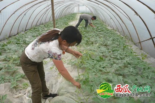 花皮无籽西瓜图一