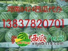 河南8424西瓜（麒麟瓜）开封西瓜