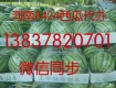 河南8424西瓜（麒麟瓜）开封西瓜