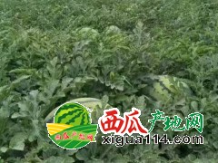 吉林省洮南市黑水镇崔巍西瓜代办@安广西瓜代办