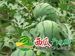 山东省聊城市许营西瓜基地[山东聊城西瓜代办]