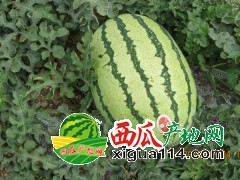 2019年宁夏西瓜多少钱一斤[宁夏西瓜代办电话中卫中宁硒砂瓜]