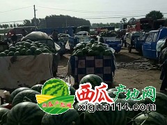 山东聊城西瓜批发产地价格行情【聊城西瓜代办】