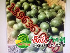 山东早春红玉西瓜代办批发产地-潍坊西瓜价格行情