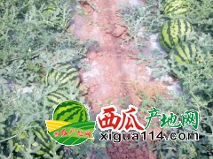 山东聊城西瓜价格产地代办【山东潍坊昌乐西瓜代办】