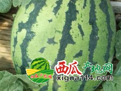 山东潍坊甜王西瓜大量上市了=专业代收山东西瓜