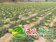 2022年宁夏西瓜多少钱一斤【中卫兴仁西瓜代办】