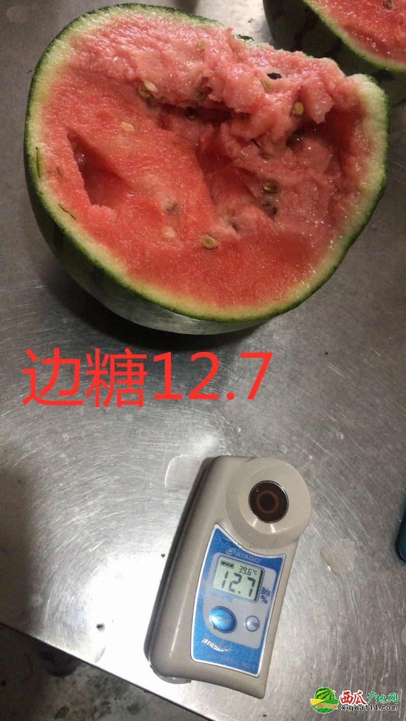 早春红玉西瓜图一