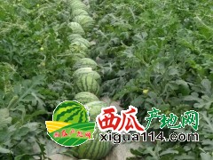 优质西瓜销售浙江温岭西瓜代办全年购销8424麒麟瓜