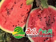 辽宁新民黑山西瓜代办@辽宁新民西瓜价格