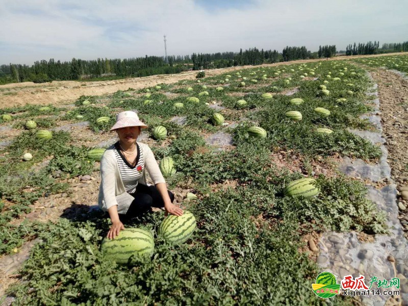 宁夏中卫西瓜多少钱一斤呢宁夏西瓜批发行情