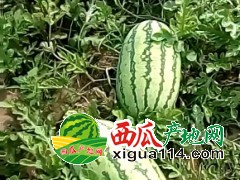 内蒙西瓜代办-通辽西瓜代办13848454884