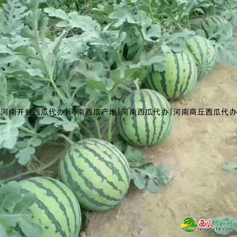 本信息8424西瓜相关图一 8424西瓜图一