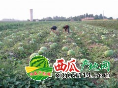 河南扶沟县无籽西瓜及有籽西瓜大量上市