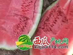 沙漠西瓜代办-2019年内蒙古鄂尔多斯前旗西瓜代办产地电话