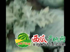 通辽 奈曼旗花无籽西瓜代收