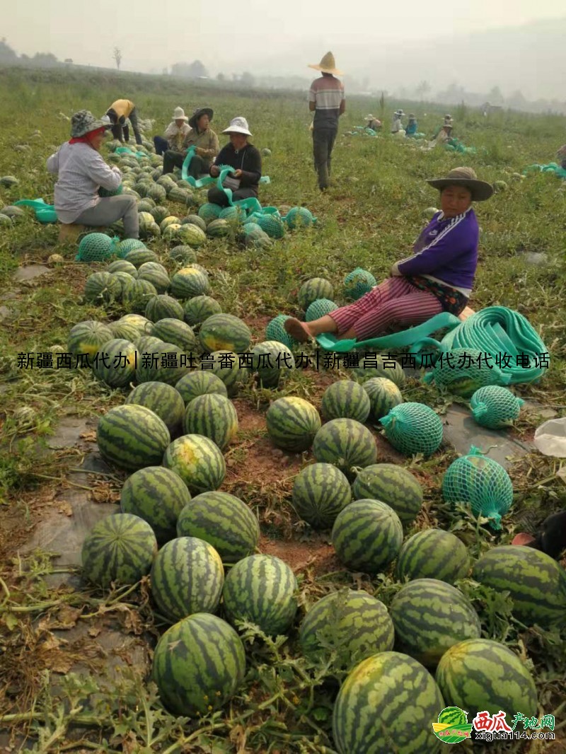 甜王西瓜西瓜图一