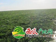 宁夏中卫西瓜价格行情【宁夏西瓜代办石头瓜产地】